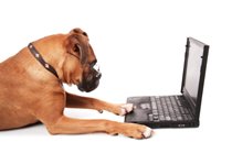 Research before you buy pet insurance