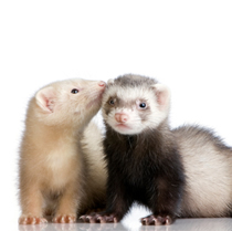 ferrets